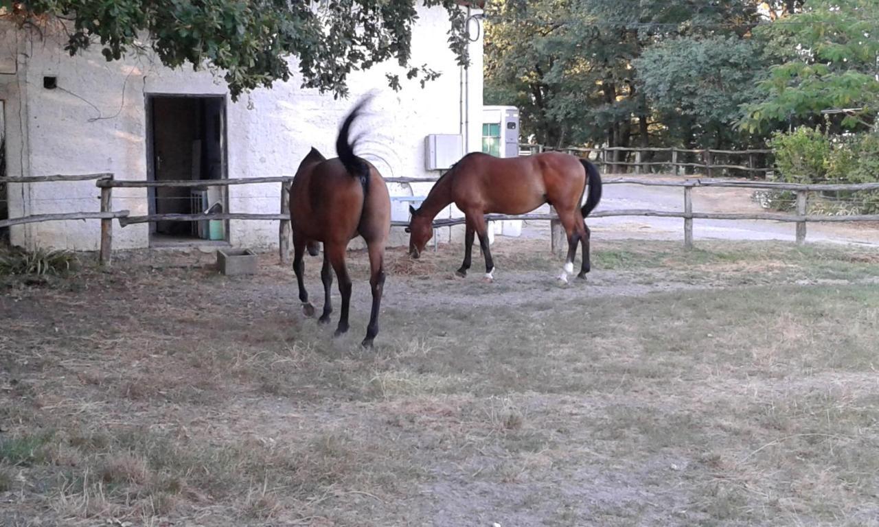 Ferme Equestre Des Abrons Villa Pailloles Eksteriør billede